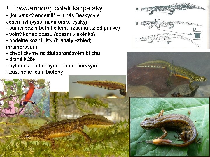 L. montandoni, čolek karpatský - „karpatský endemit“ – u nás Beskydy a Jeseníky! (vyšší
