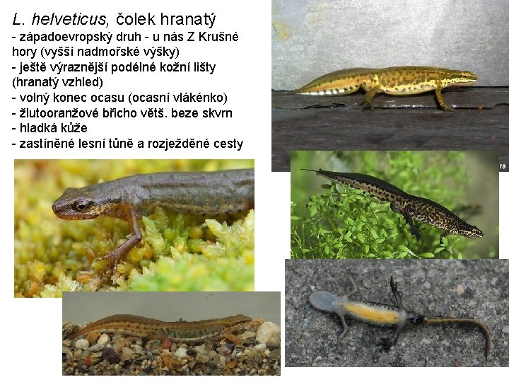 L. helveticus, čolek hranatý - západoevropský druh - u nás Z Krušné hory (vyšší