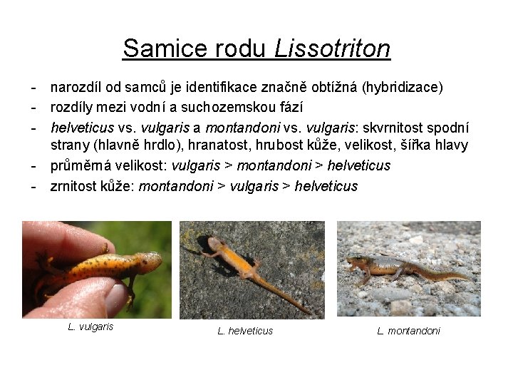 Samice rodu Lissotriton - narozdíl od samců je identifikace značně obtížná (hybridizace) - rozdíly