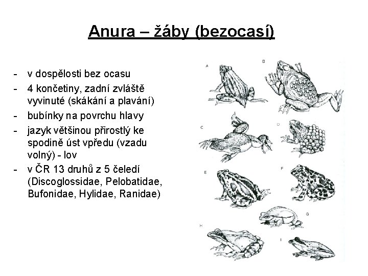 Anura – žáby (bezocasí) - v dospělosti bez ocasu - 4 končetiny, zadní zvláště