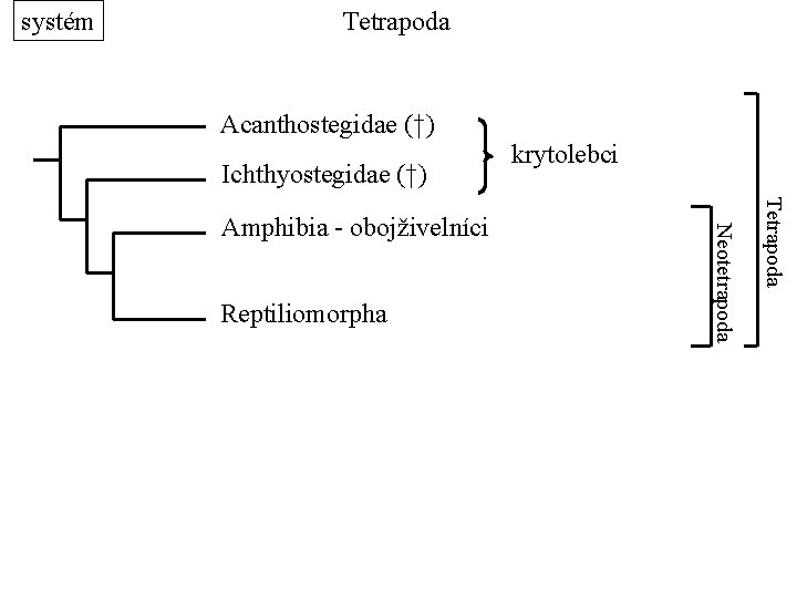 systém Tetrapoda Acanthostegidae (†) Ichthyostegidae (†) Tetrapoda Reptiliomorpha Neotetrapoda Amphibia - obojživelníci krytolebci 