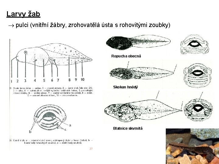 Larvy žab pulci (vnitřní žábry, zrohovatělá ústa s rohovitými zoubky) Ropucha obecná Skokan hnědý