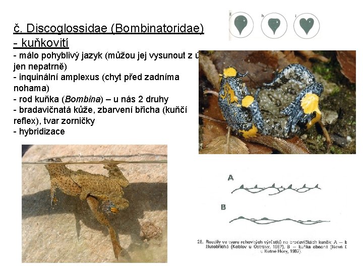 č. Discoglossidae (Bombinatoridae) - kuňkovití - málo pohyblivý jazyk (můžou jej vysunout z úst