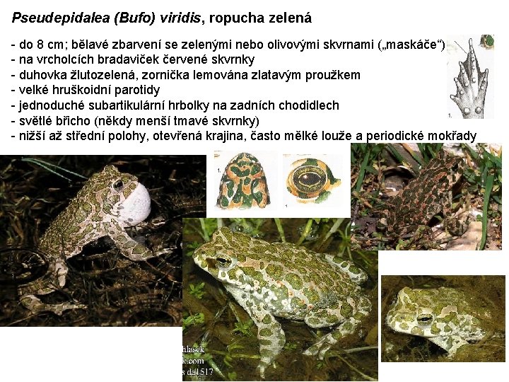 Pseudepidalea (Bufo) viridis, ropucha zelená - do 8 cm; bělavé zbarvení se zelenými nebo