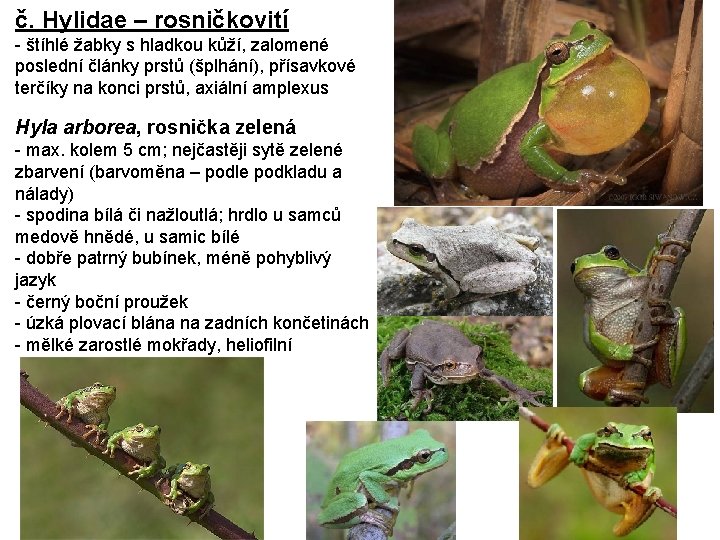 č. Hylidae – rosničkovití - štíhlé žabky s hladkou kůží, zalomené poslední články prstů