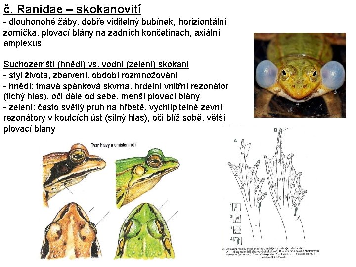 č. Ranidae – skokanovití - dlouhonohé žáby, dobře viditelný bubínek, horiziontální zornička, plovací blány