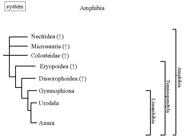 systém Amphibia Nectridea (†) Microsauria (†) Colosteidae (†) Gymnophiona Anura Lissamhibia Urodela Temnospondyla Dissorophoidea