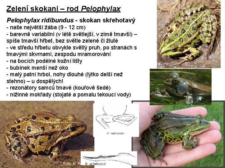 Zelení skokani – rod Pelophylax ridibundus - skokan skřehotavý - naše největší žába (9