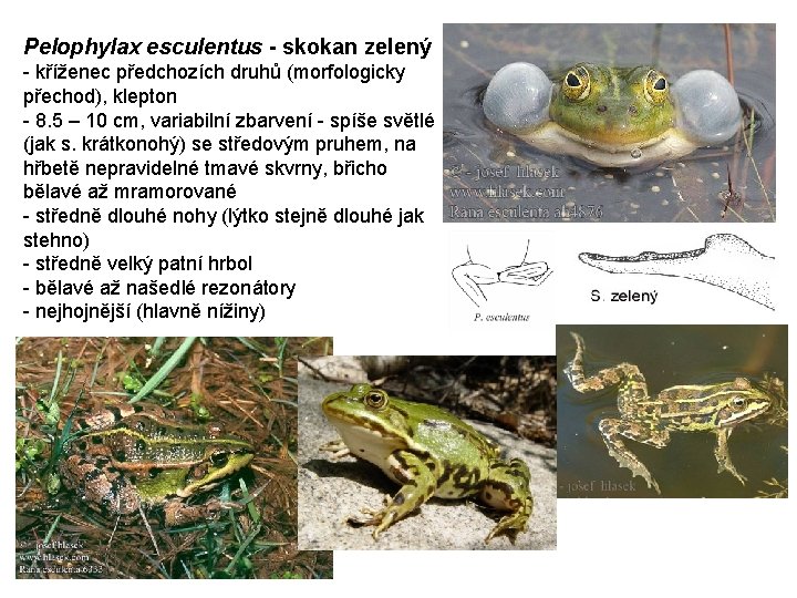 Pelophylax esculentus - skokan zelený - kříženec předchozích druhů (morfologicky přechod), klepton - 8.