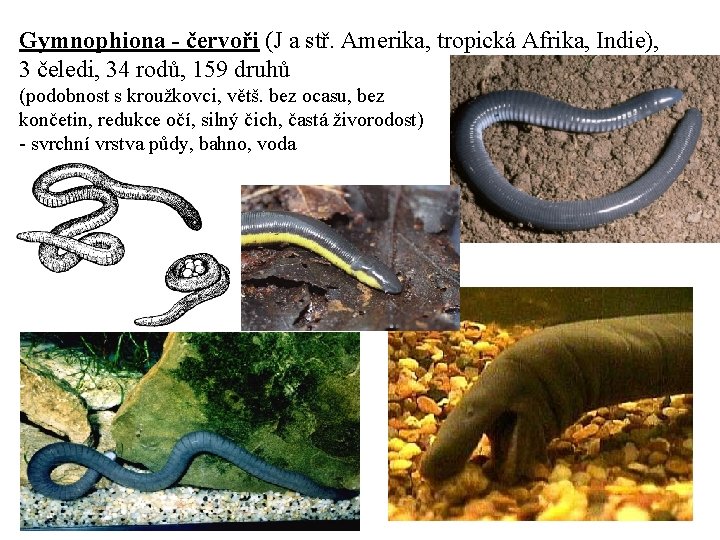 Gymnophiona - červoři (J a stř. Amerika, tropická Afrika, Indie), 3 čeledi, 34 rodů,