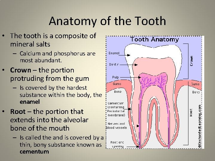 Anatomy of the Tooth • The tooth is a composite of mineral salts –