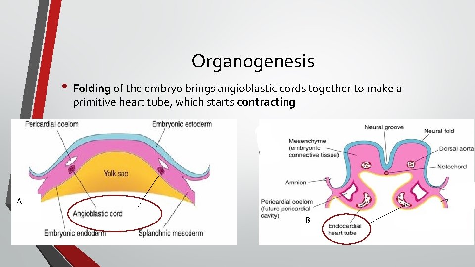 Organogenesis • Folding of the embryo brings angioblastic cords together to make a primitive
