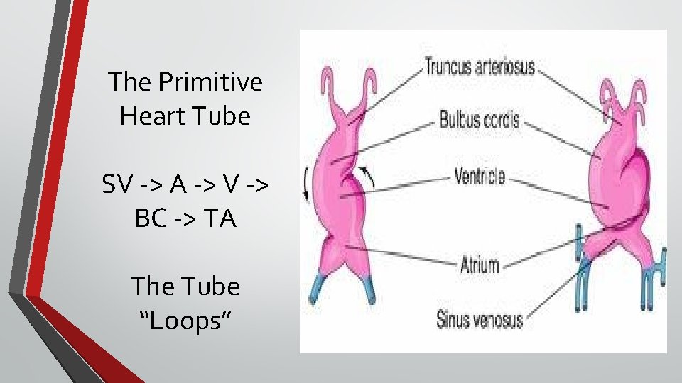 The Primitive Heart Tube SV -> A -> V -> BC -> TA The