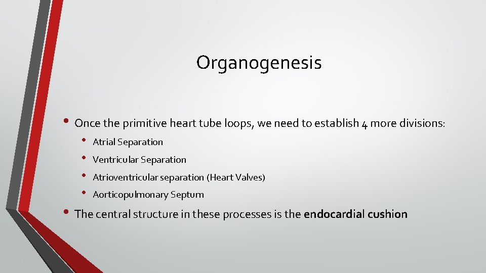 Organogenesis • Once the primitive heart tube loops, we need to establish 4 more
