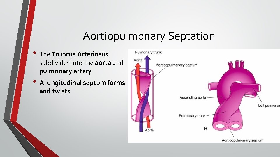 Aortiopulmonary Septation • The Truncus Arteriosus subdivides into the aorta and pulmonary artery •