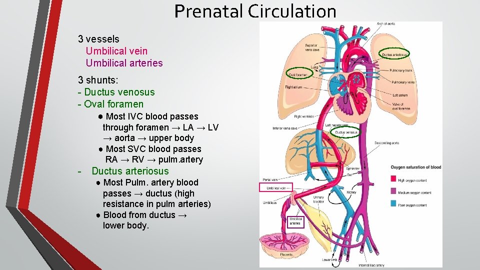 Prenatal Circulation 3 vessels Umbilical vein Umbilical arteries 3 shunts: - Ductus venosus -