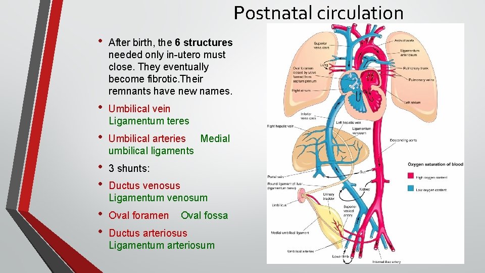 Postnatal circulation • After birth, the 6 structures needed only in-utero must close. They