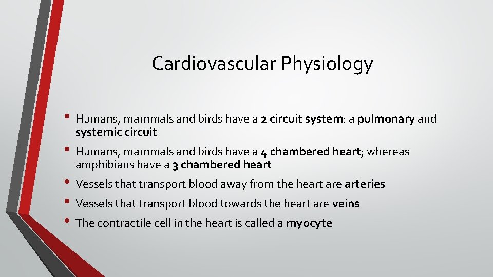 Cardiovascular Physiology • Humans, mammals and birds have a 2 circuit system: a pulmonary