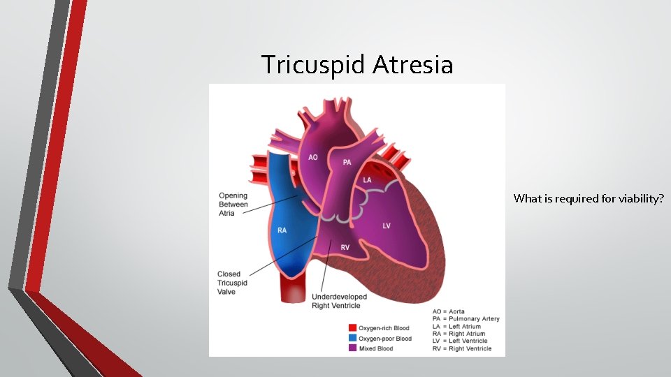 Tricuspid Atresia What is required for viability? 