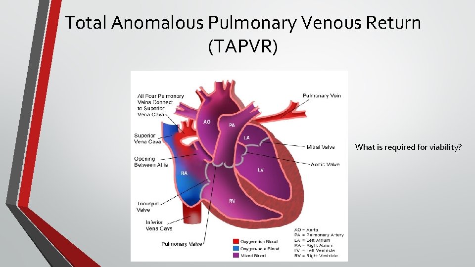 Total Anomalous Pulmonary Venous Return (TAPVR) What is required for viability? 