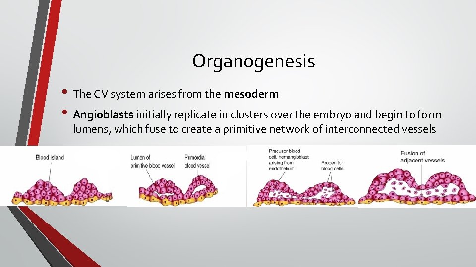 Organogenesis • The CV system arises from the mesoderm • Angioblasts initially replicate in
