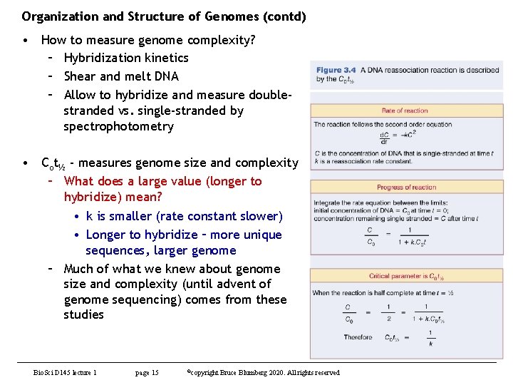 Organization and Structure of Genomes (contd) • How to measure genome complexity? – Hybridization
