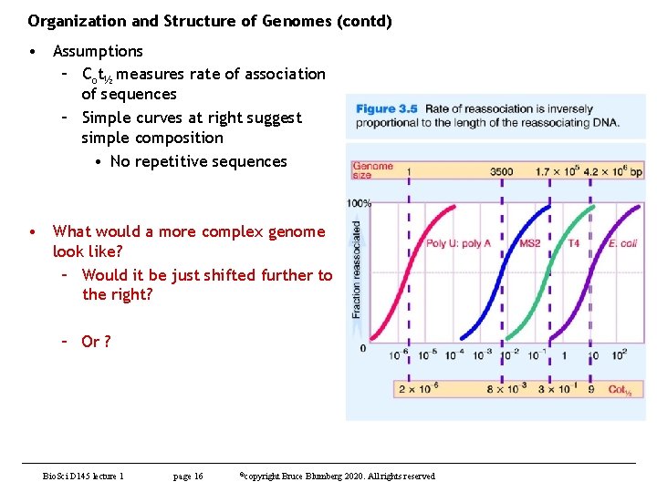 Organization and Structure of Genomes (contd) • Assumptions – Cot½ measures rate of association