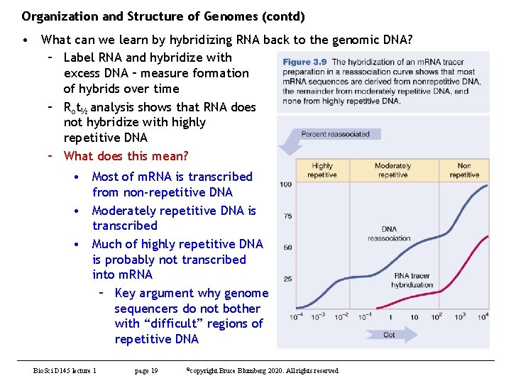 Organization and Structure of Genomes (contd) • What can we learn by hybridizing RNA