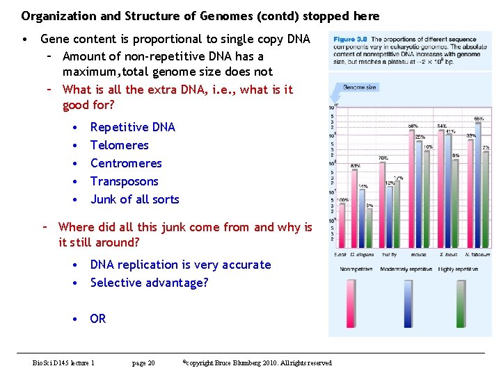 Organization and Structure of Genomes (contd) stopped here • Gene content is proportional to