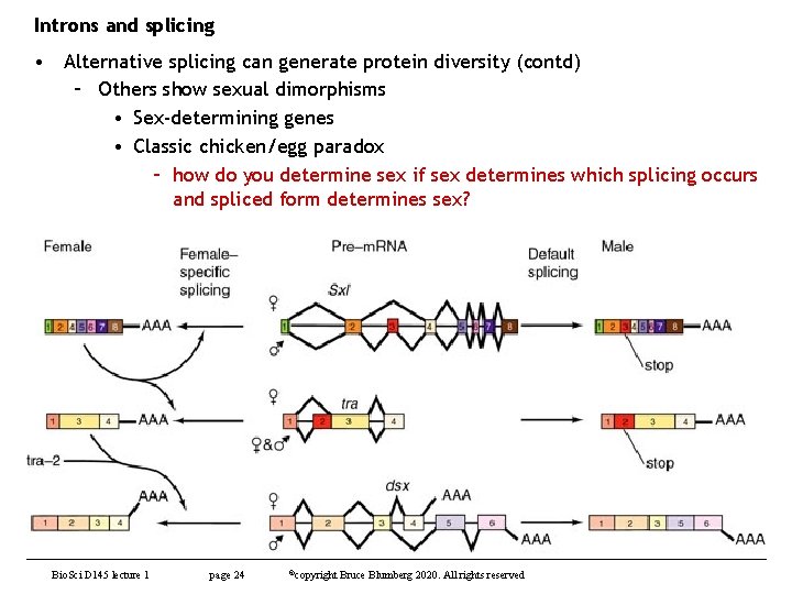 Introns and splicing • Alternative splicing can generate protein diversity (contd) – Others show