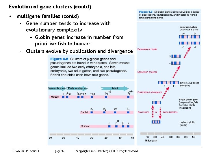 Evolution of gene clusters (contd) • multigene families (contd) – Gene number tends to