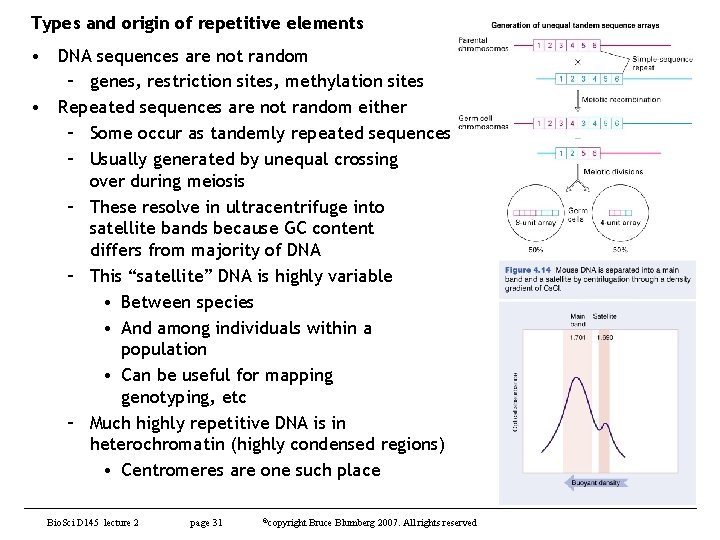 Types and origin of repetitive elements • DNA sequences are not random – genes,