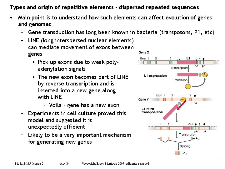 Types and origin of repetitive elements – dispersed repeated sequences • Main point is