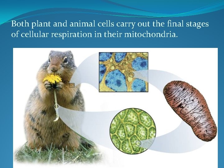 Both plant and animal cells carry out the final stages of cellular respiration in