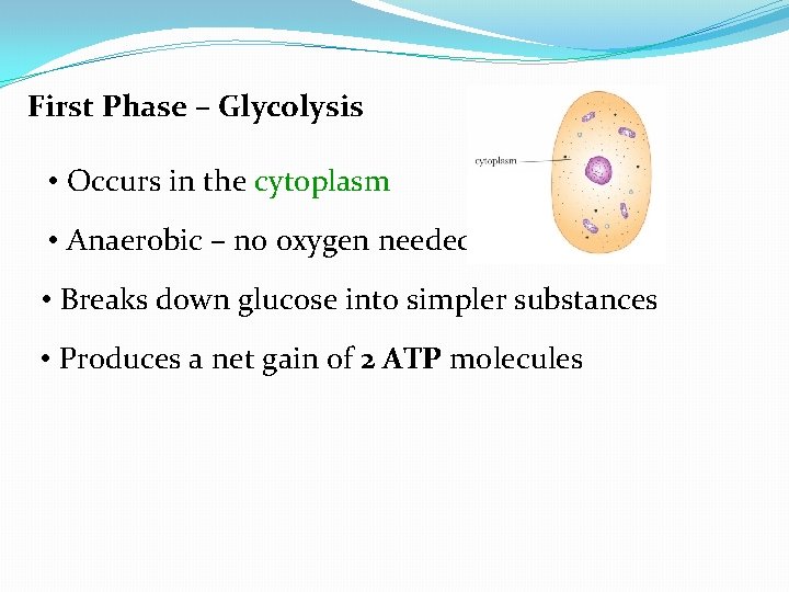  First Phase – Glycolysis • Occurs in the cytoplasm • Anaerobic – no