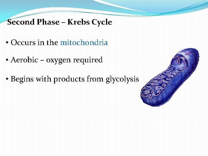 Second Phase – Krebs Cycle • Occurs in the mitochondria • Aerobic – oxygen