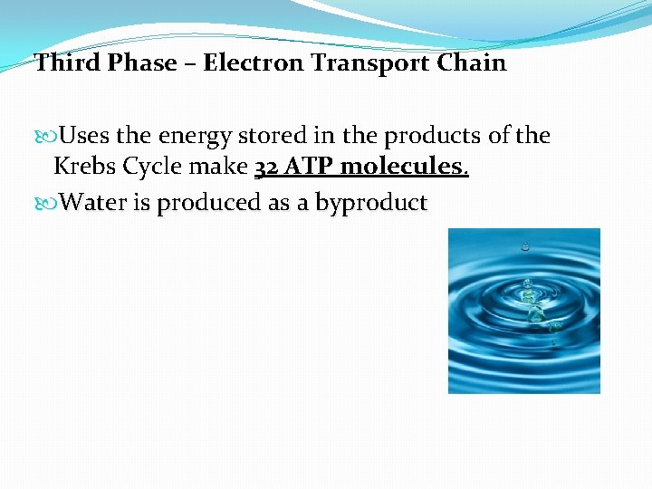 Third Phase – Electron Transport Chain Uses the energy stored in the products of