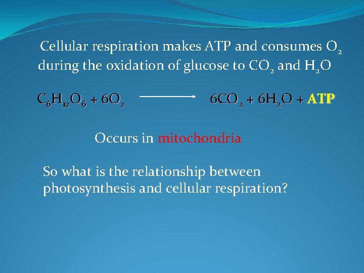 Cellular respiration makes ATP and consumes O 2 during the oxidation of glucose to