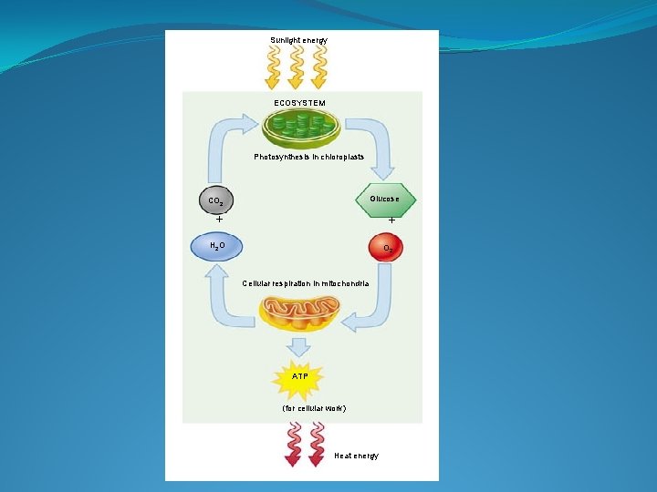 Sunlight energy ECOSYSTEM Photosynthesis in chloroplasts Glucose CO 2 + + H 2 O