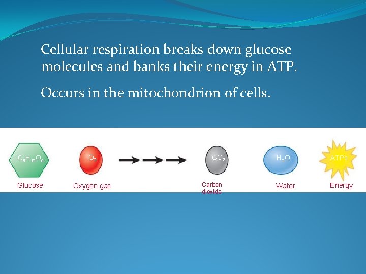  Cellular respiration breaks down glucose molecules and banks their energy in ATP. Occurs