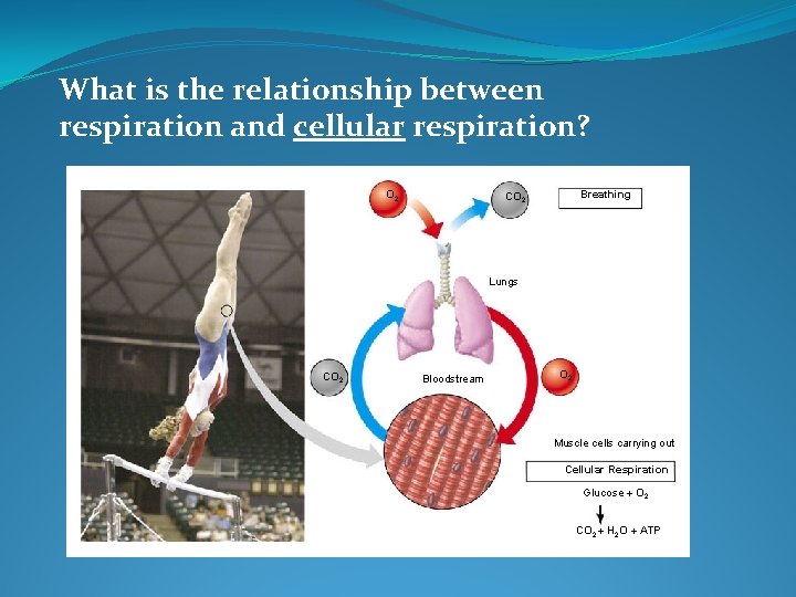 What is the relationship between respiration and cellular respiration? O 2 Breathing CO 2