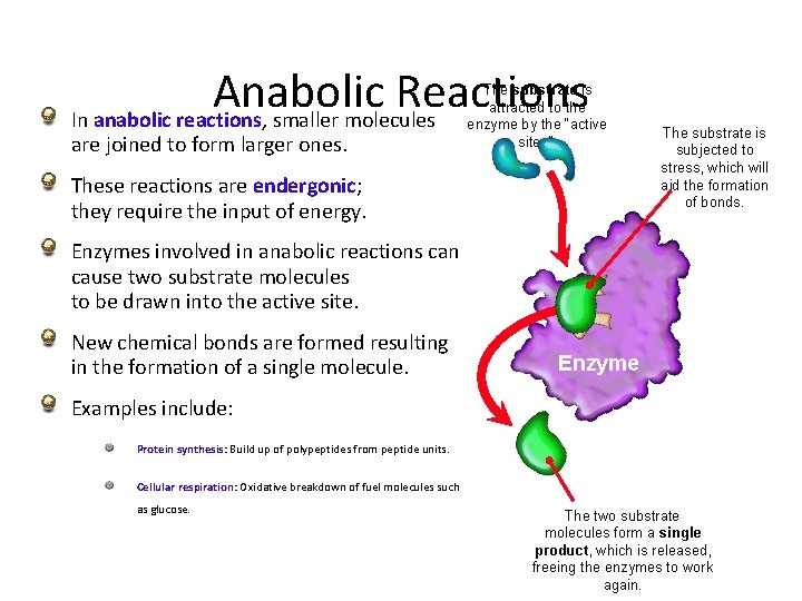 Anabolic Reactions In anabolic reactions, smaller molecules are joined to form larger ones. The