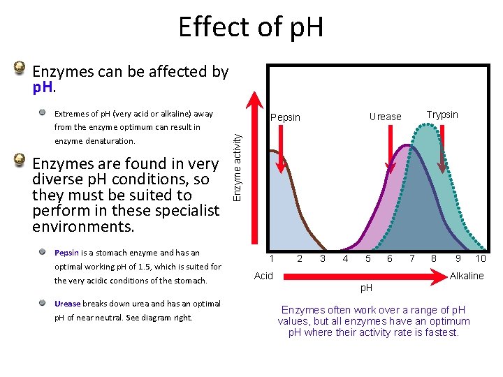 Effect of p. H Enzymes can be affected by p. H. Extremes of p.