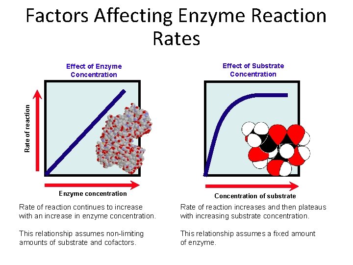 Factors Affecting Enzyme Reaction Rates Effect of Substrate Concentration Rate of reaction Effect of