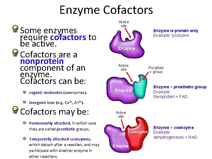 Enzyme Cofactors Some enzymes require cofactors to be active. Cofactors are a nonprotein component