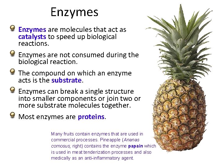 Enzymes are molecules that act as catalysts to speed up biological reactions. Enzymes are