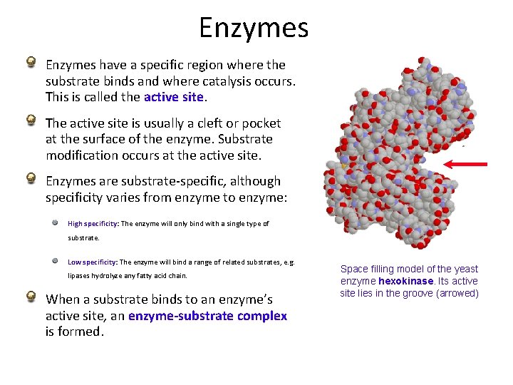 Enzymes have a specific region where the substrate binds and where catalysis occurs. This