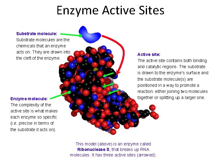 Enzyme Active Sites Substrate molecule: Substrate molecules are the chemicals that an enzyme acts