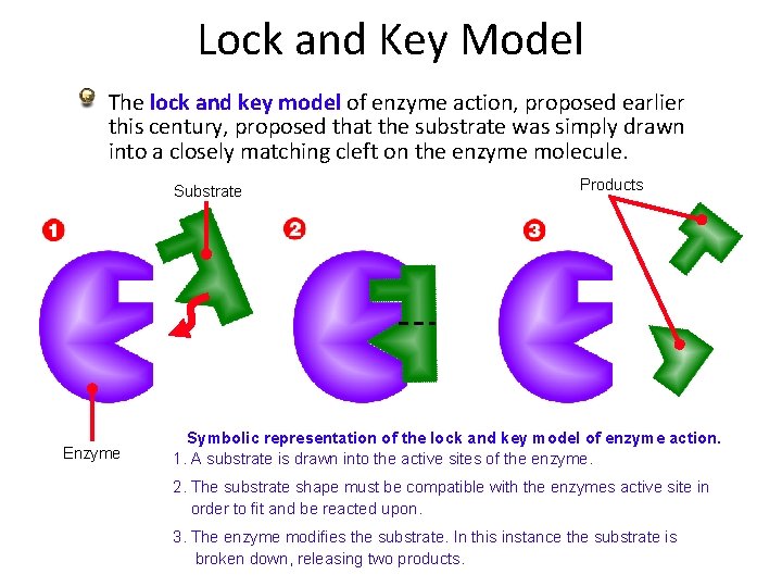 Lock and Key Model The lock and key model of enzyme action, proposed earlier