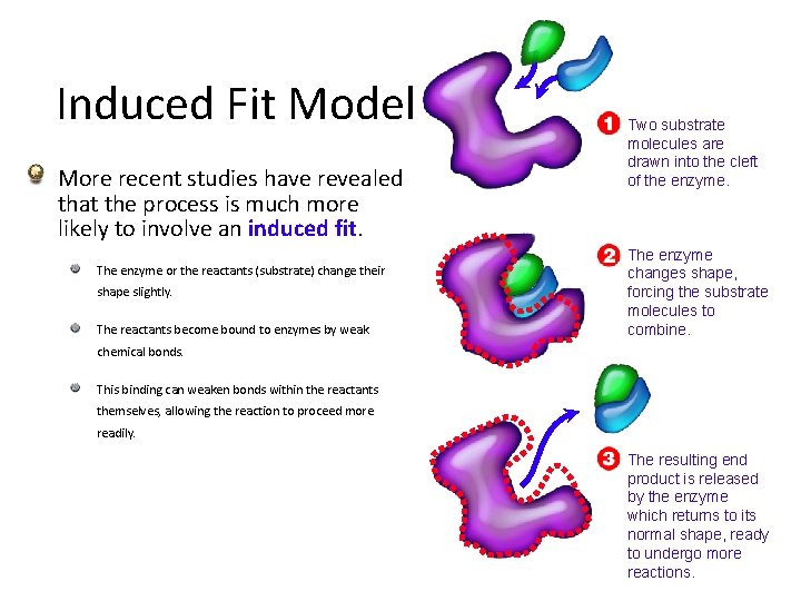 Induced Fit Model More recent studies have revealed that the process is much more